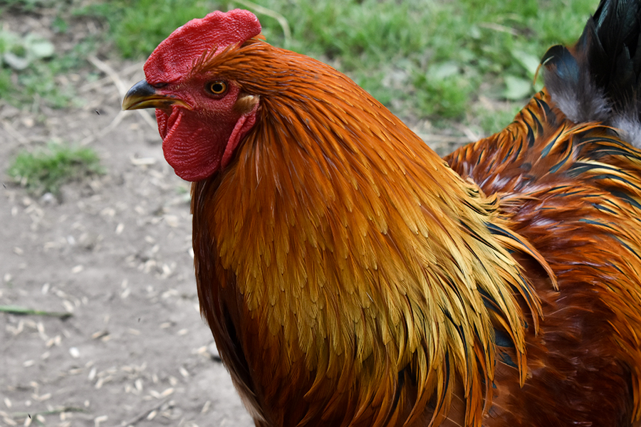 a picture of a chicken